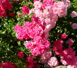 Flowers of the Hibiscus rentals provence