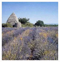 Lavender fields